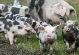 unsere glücklichen Schweine